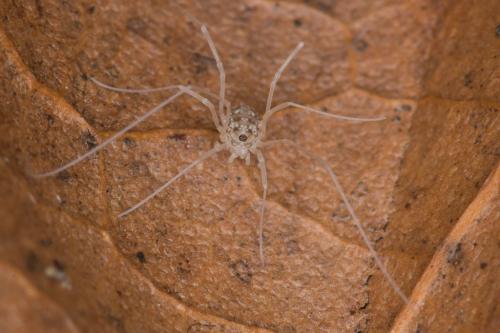 Leiobuninae
